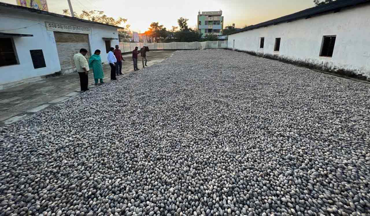 Mancherial: Tribals denied permission to cultivate silkworm cocoons in Chennur forests