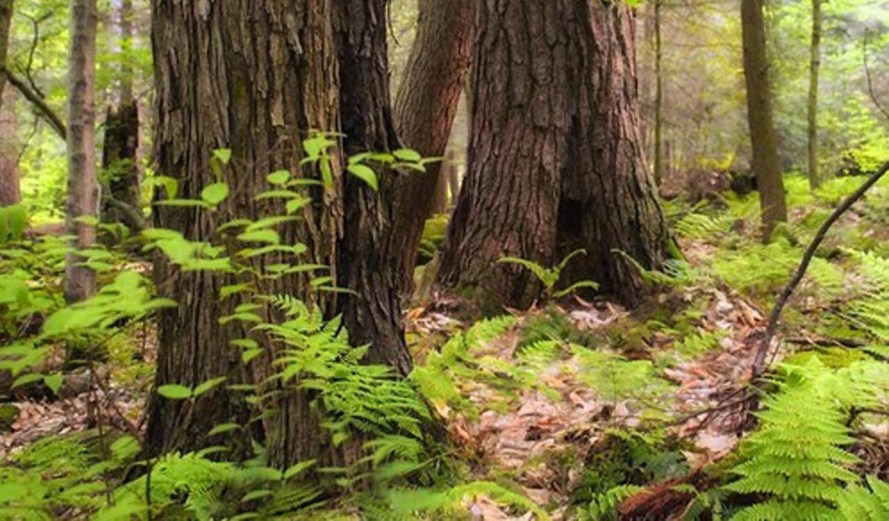 Security forces seize explosives cache near Chhattisgarh-Odisha border, foil major Naxal plot