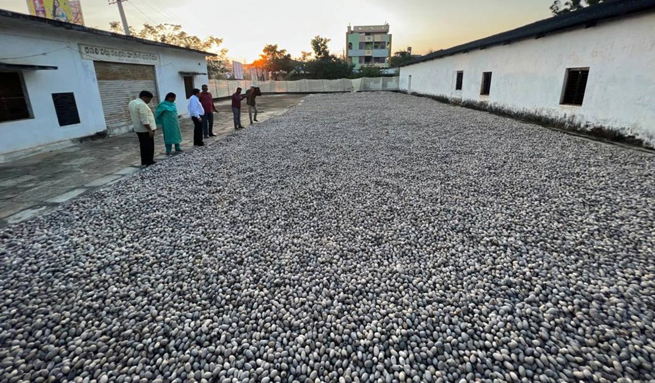 Explainer: Everything You Need to Know About Tasar Silkworm Cultivation