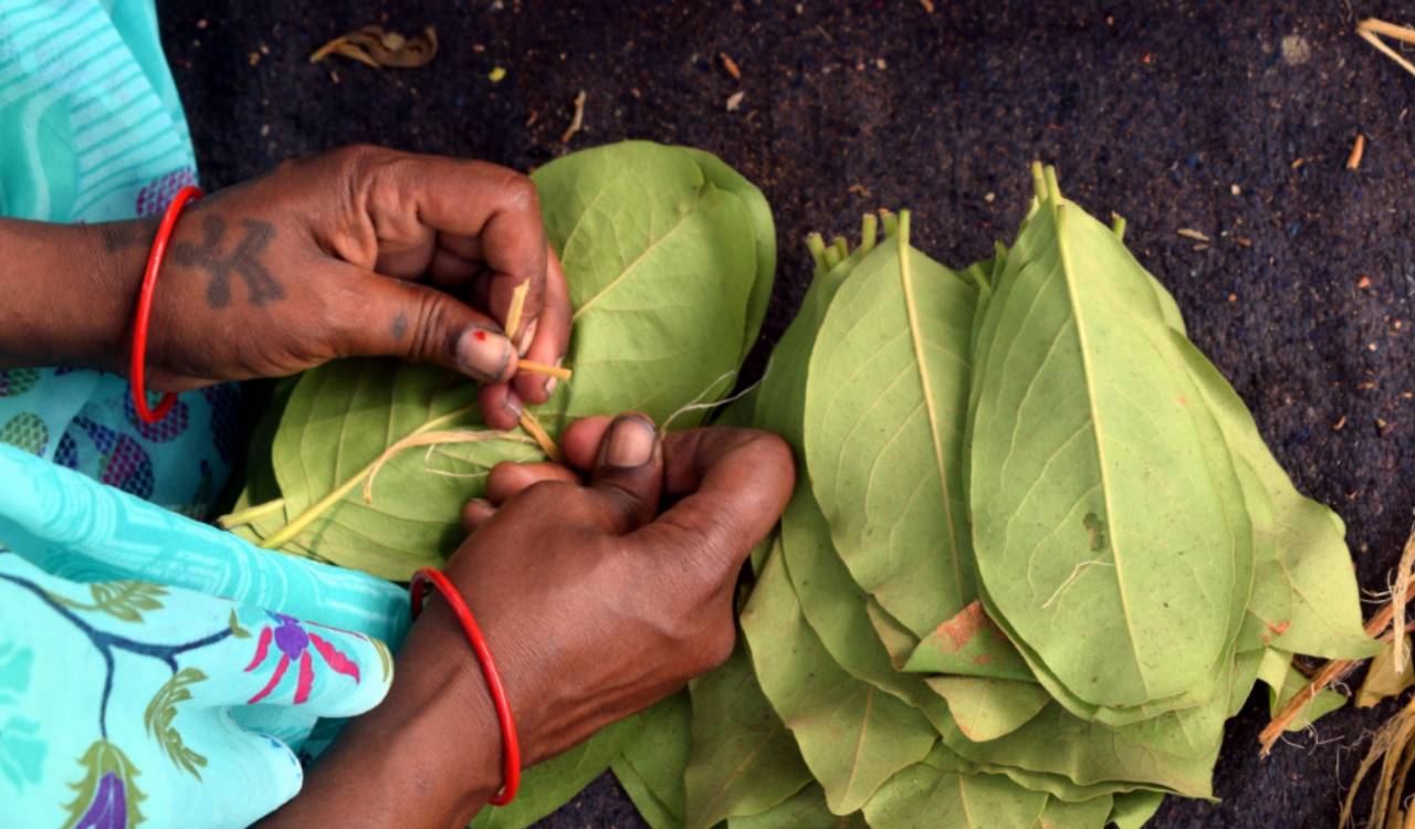 Contractors shun Telangana tendu leaves, tribals face livelihood crisis