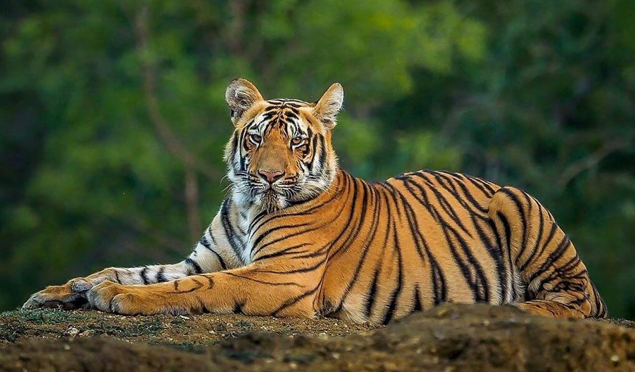 Tiger, cub die in Kanha reserve; toll in MP rises to 27 this year