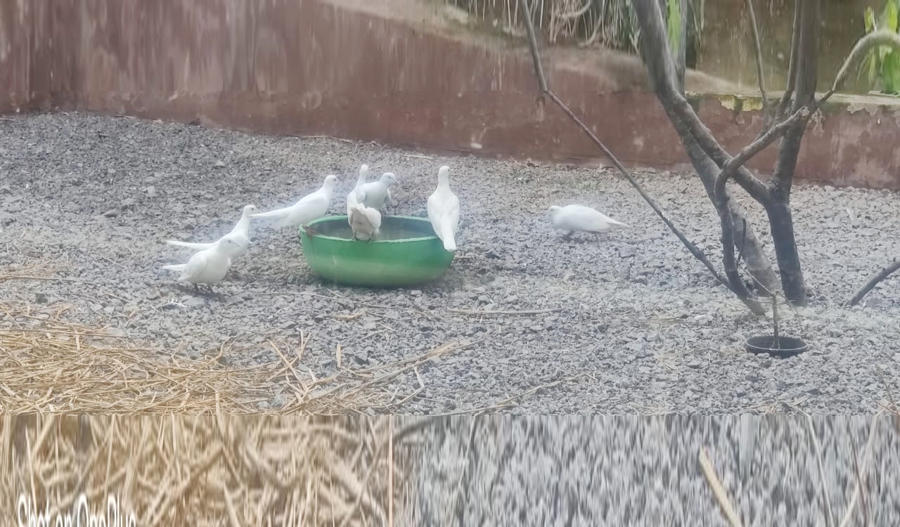 Heatwave crisis: Citizens urged to help birds, animals stay hydrated