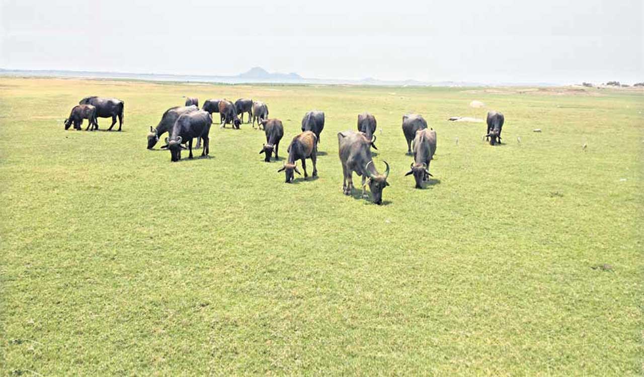 Buffaloes sustain injuries after consuming country bombs meant for killing wildlife in Mancherial
