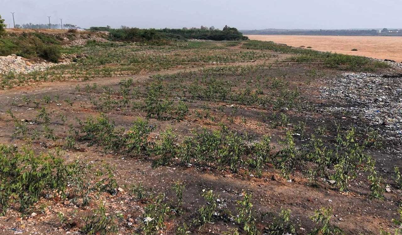 Garbage on Godavari embankment cleared, Green Zone developed with eucalyptus plantation