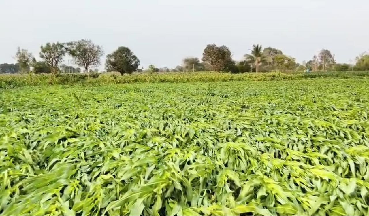Maize farmers in Telangana face distress over slow procurement