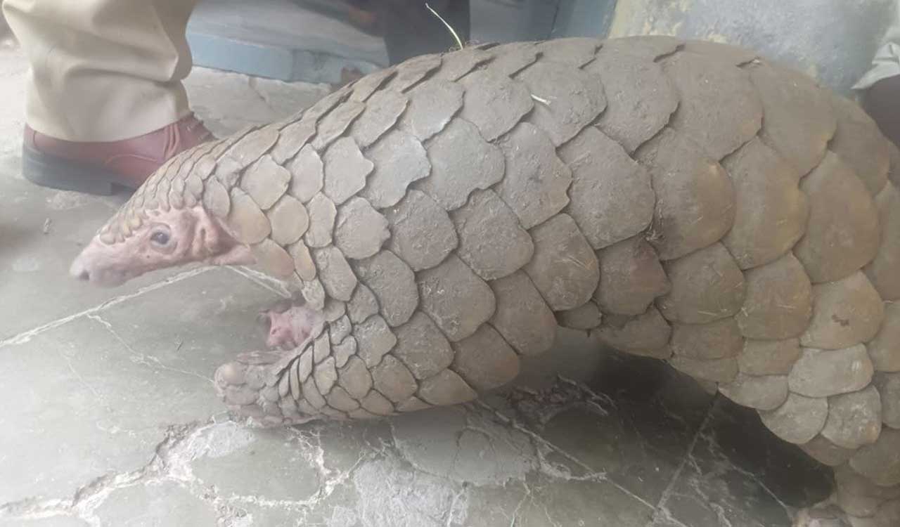 Two arrested for poaching pangolin, trying to sell it for Rs 30 lakh in Asifabad