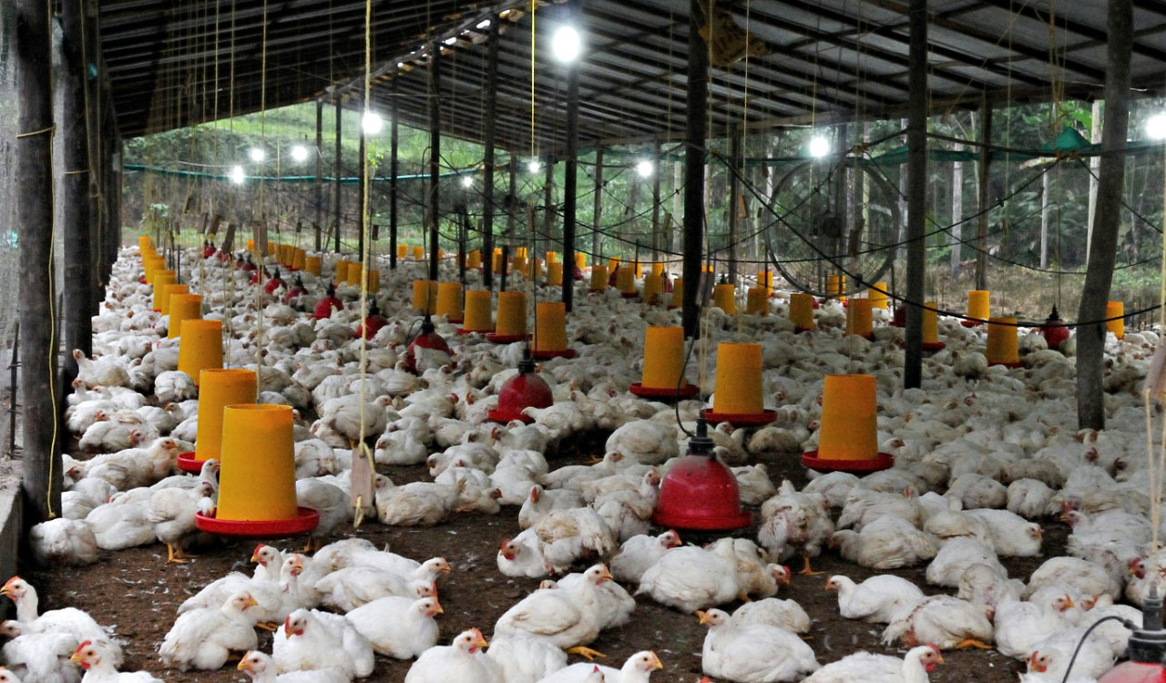 Farmers and consumers bear losses, retailers reap profits: Poultry Committee