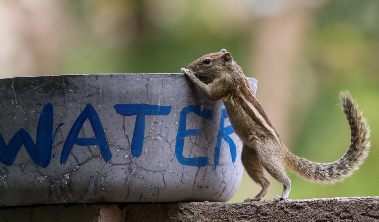 Heatwave crisis: Citizens urged to help birds, animals stay hydrated