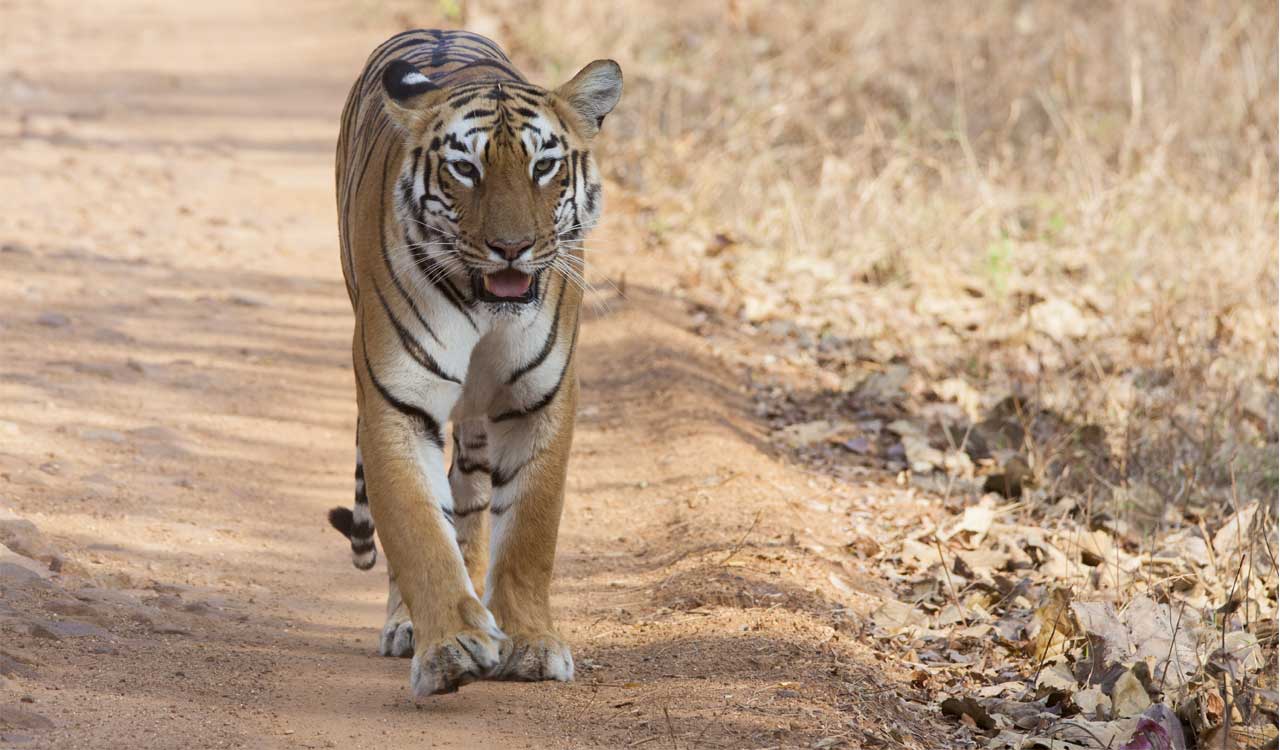 Tadoba tiger reserve records rise in online safari bookings