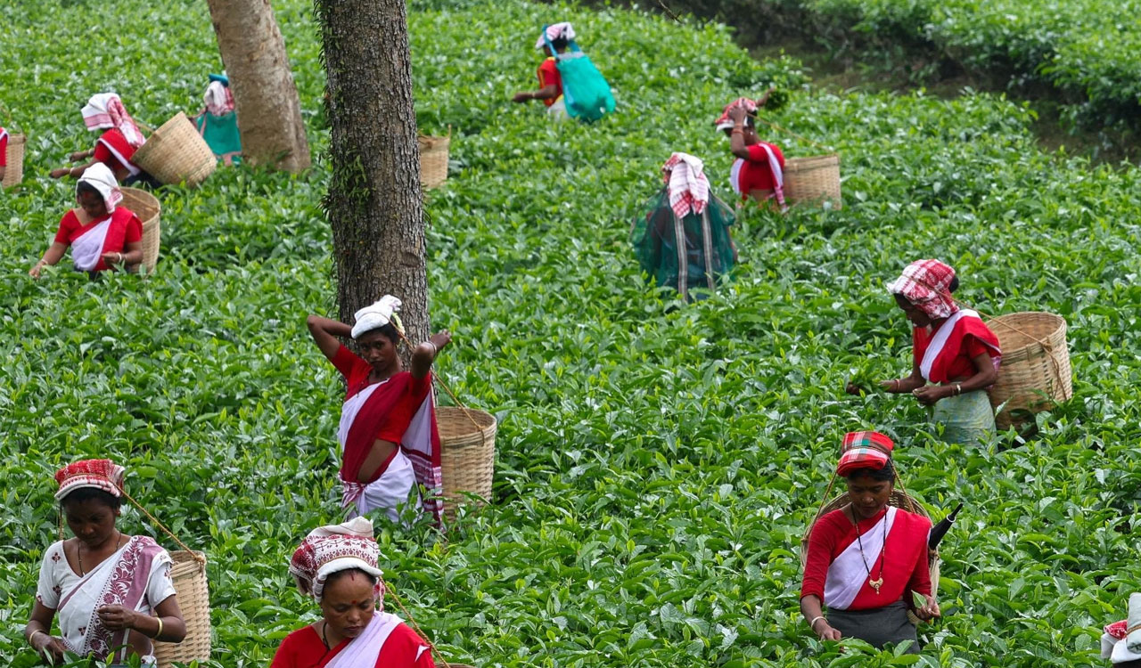 Tea tribe voters key focus as Assam heads to polls