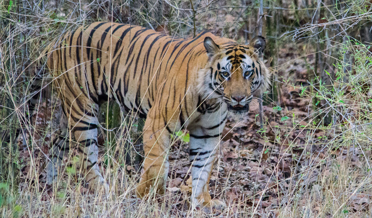 UP: Probe ordered into death of tigress in Dudhwa buffer zone