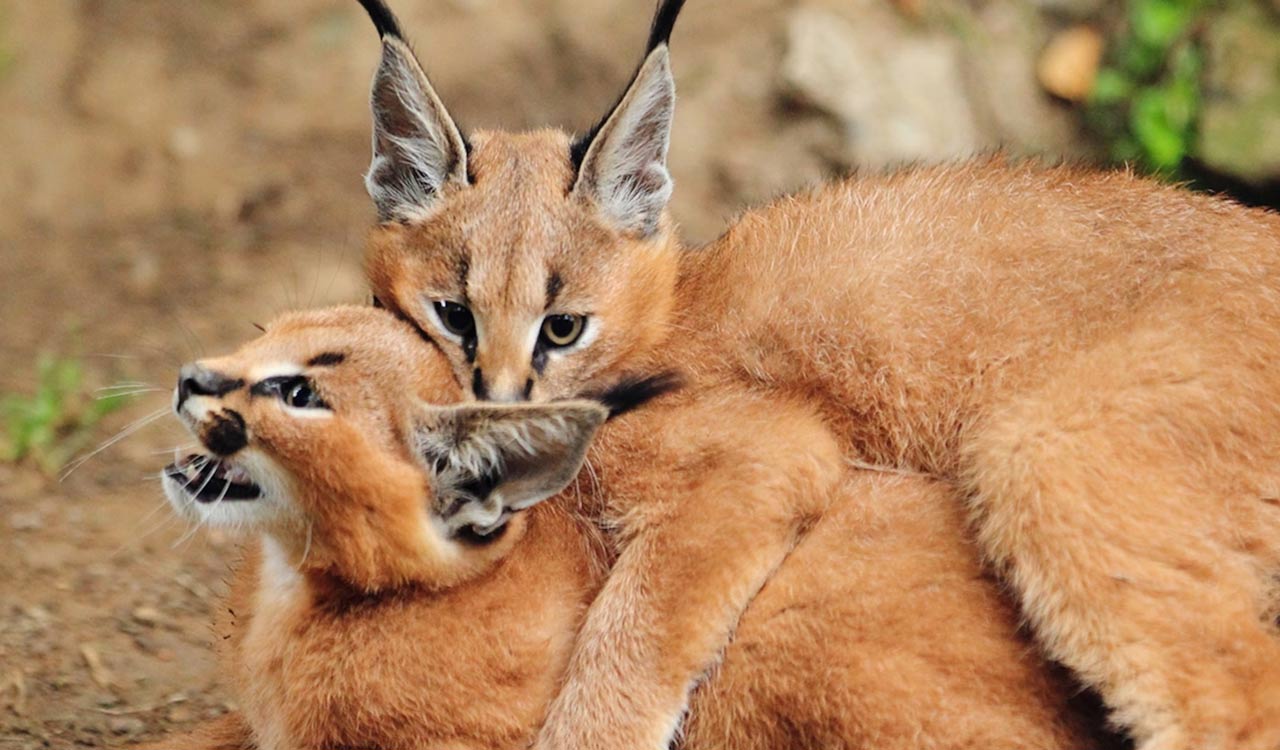 Rare caracals spotted in Thar Desert near India-Pakistan border