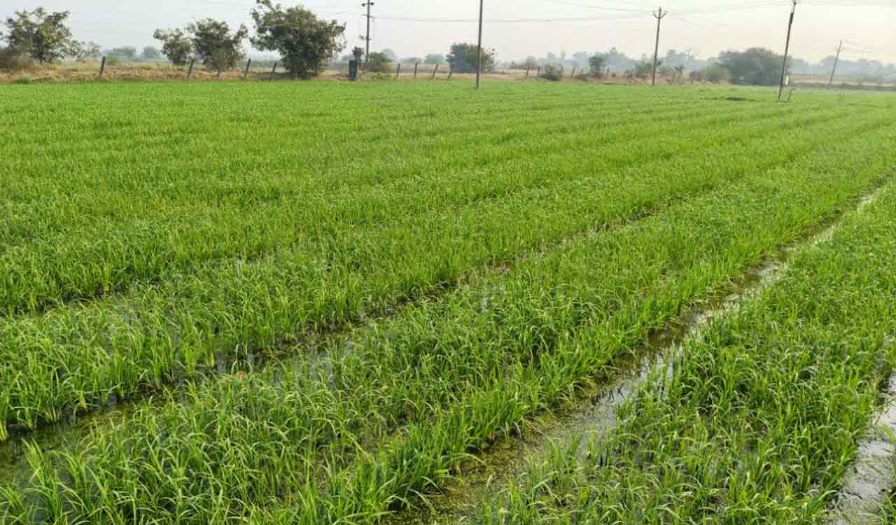 Asifabad farmers excel in male-female hybrid paddy crop cultivation