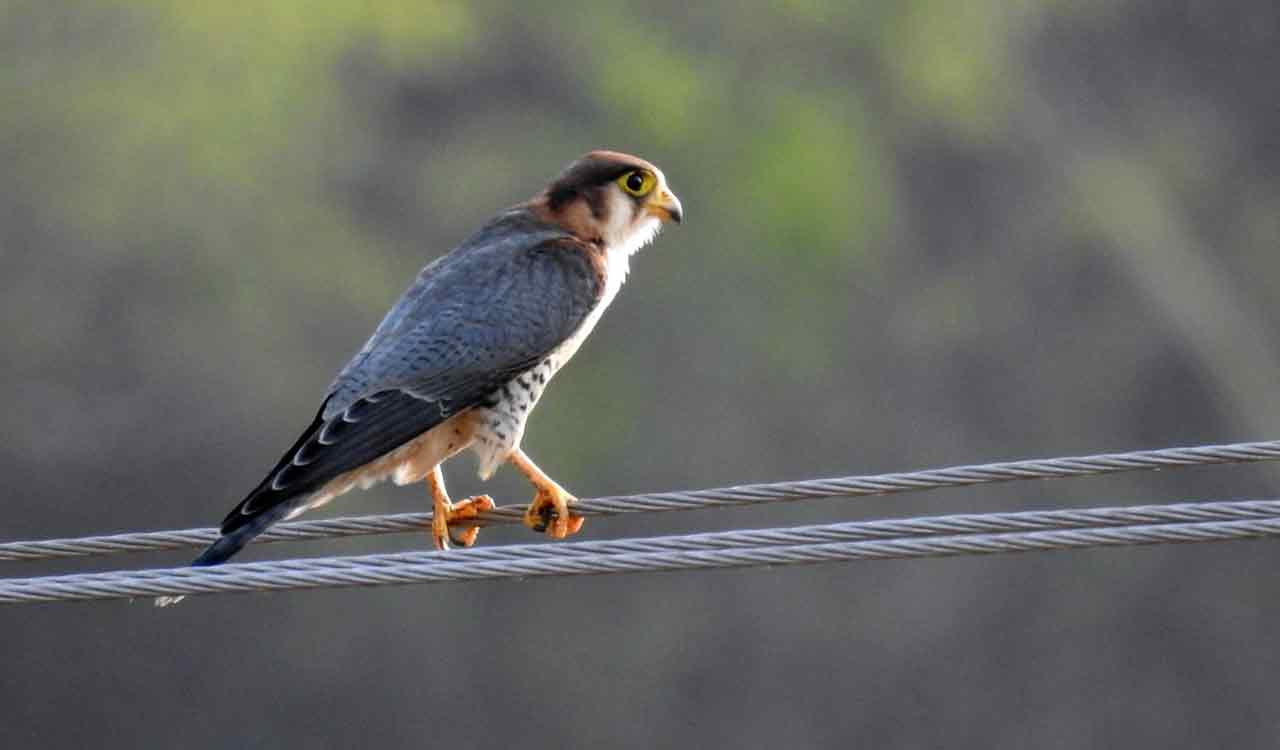 Rare Red-necked falcon sighted in Kawal Tiger Reserve