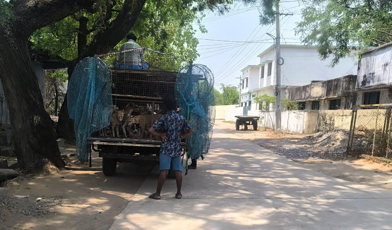 Animal welfare groups seek action over missing community dogs in Metpally