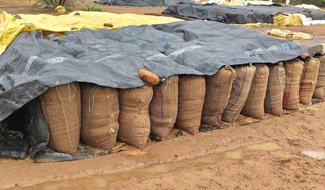 Gales and unseasonal rains damage paddy, maize produce in Mancherial