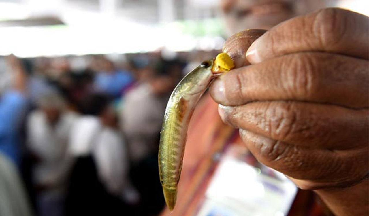 Hyderabad: Fish prasadam distribution to be held on June 8
