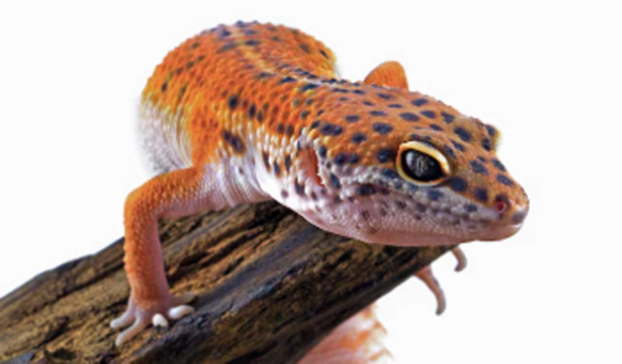 New species of gecko discovered in Assam