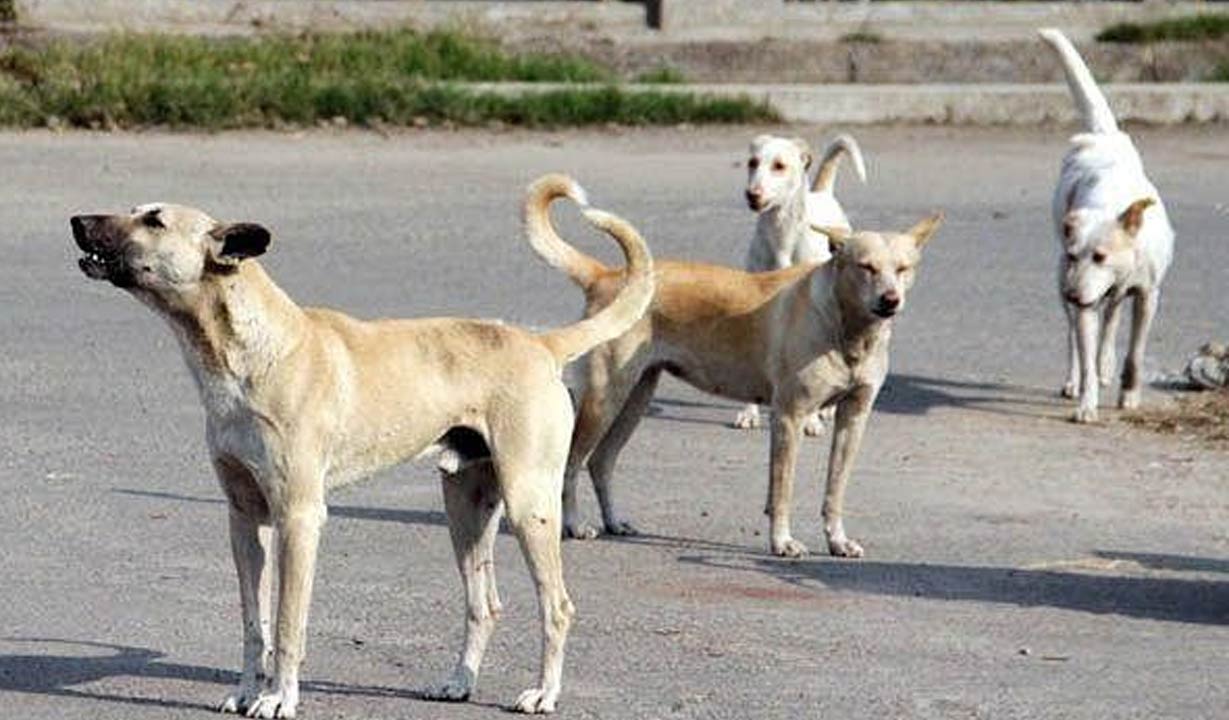Kothagudem: Residents in panic as dogs seen feeding on child’s severed head