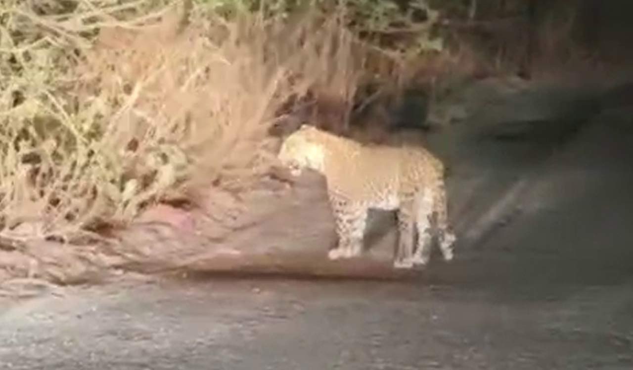 Leopard spotted in Kothagudem’s Cherla, officials ask public to be cautious