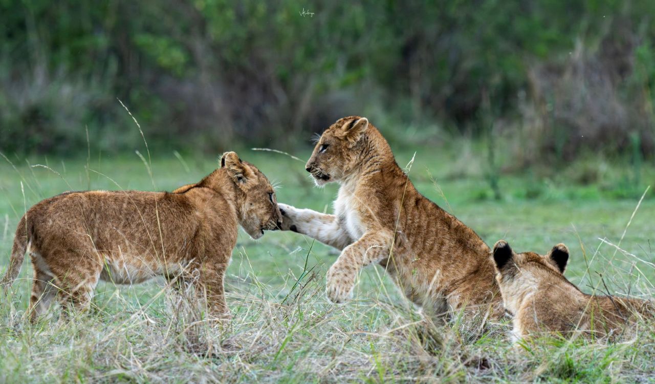 Eight lion cubs die of suspected Babesia infection: State forest minister