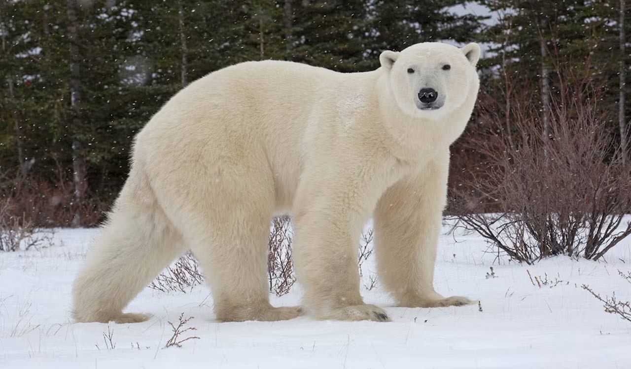 Why do polar bears approach human infrastructure?