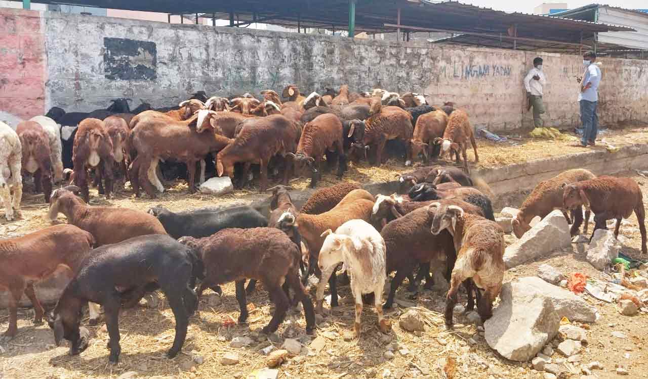 Bakri Eid 2026: Sheep prices rise sharply across Hyderabad markets
