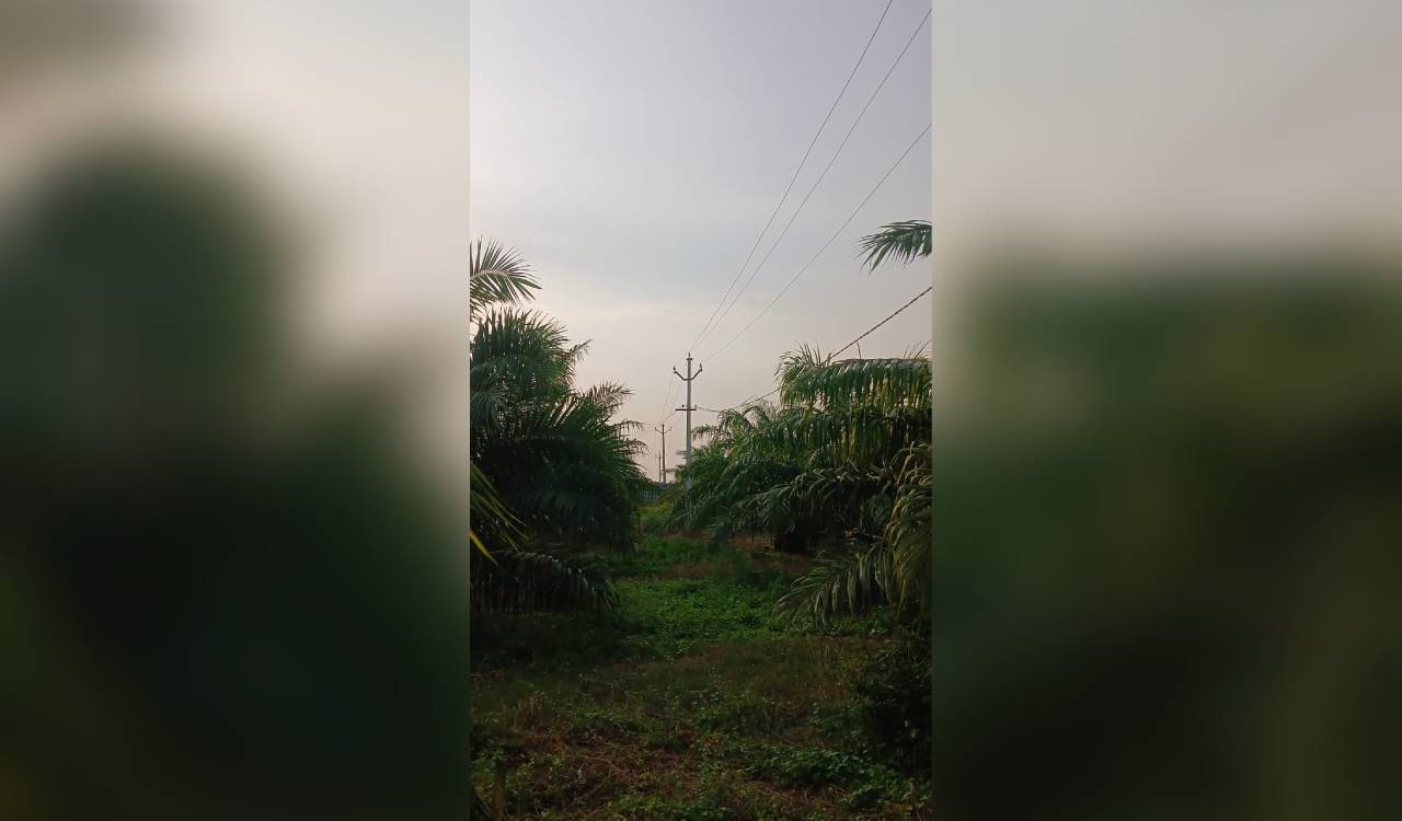 Low-hanging power lines burn oil palm crops, farmers seek relief