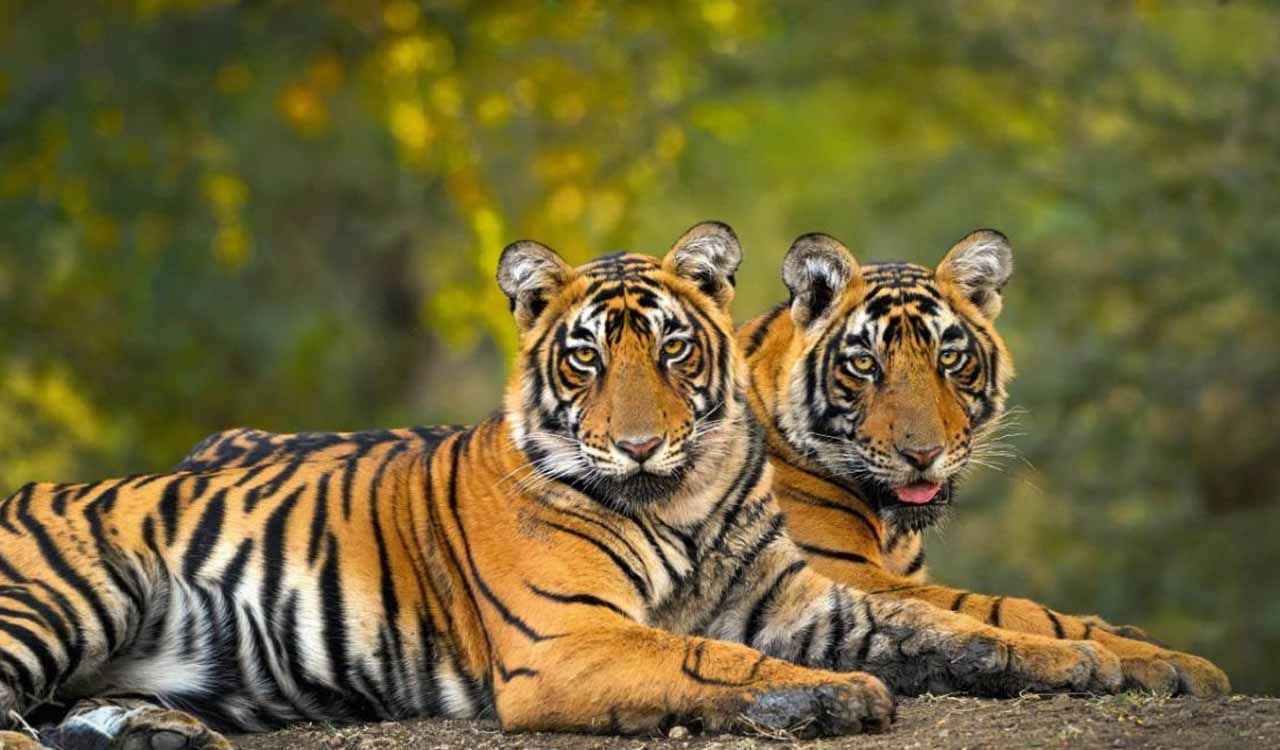 Kawal Tiger Reserve can support 35-plus tigers, says new study
