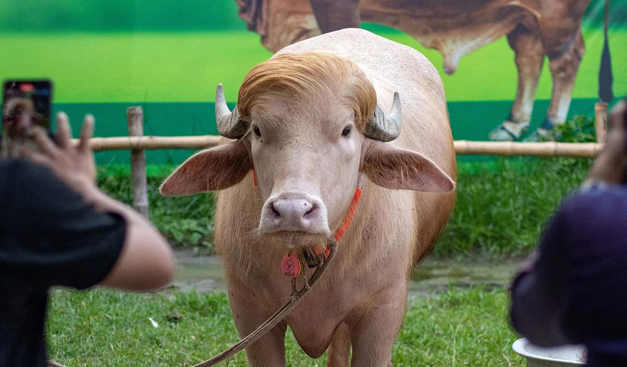 Donald Trump-lookalike buffalo spared from Bakrid sacrifice in Bangladesh