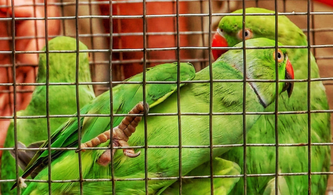 100 protected rose-ringed parrots recovered in STF raid in UP