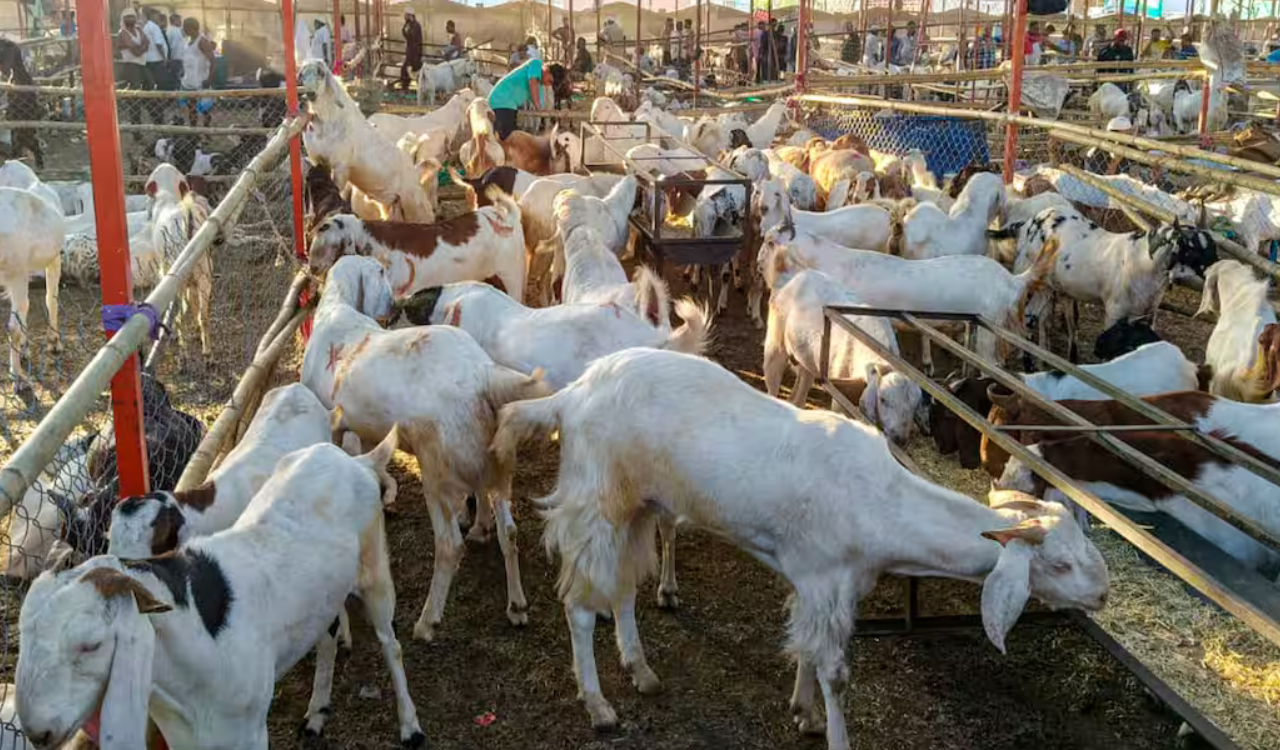 Eid-ul-Azha: Madani calls for cleanliness and strict compliance with rules