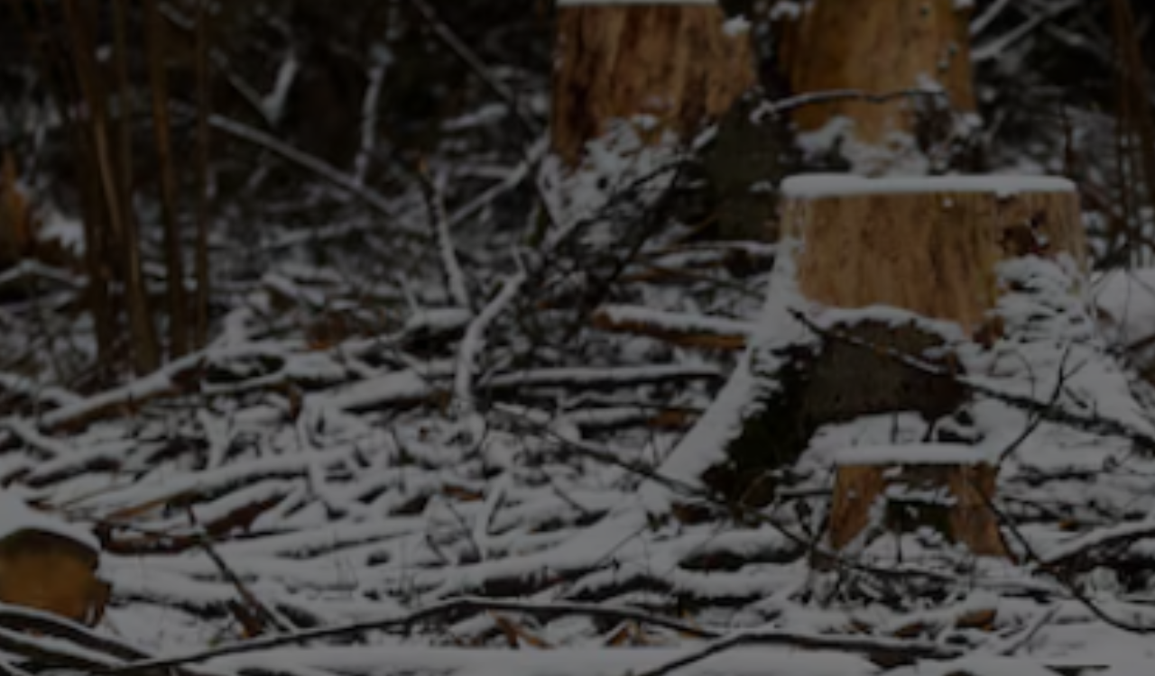 EU proposes removing leather from deforestation rules