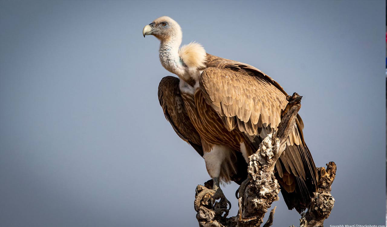 Back from brink: India’s vultures stage comeback as captive-breeding, release efforts gather pace