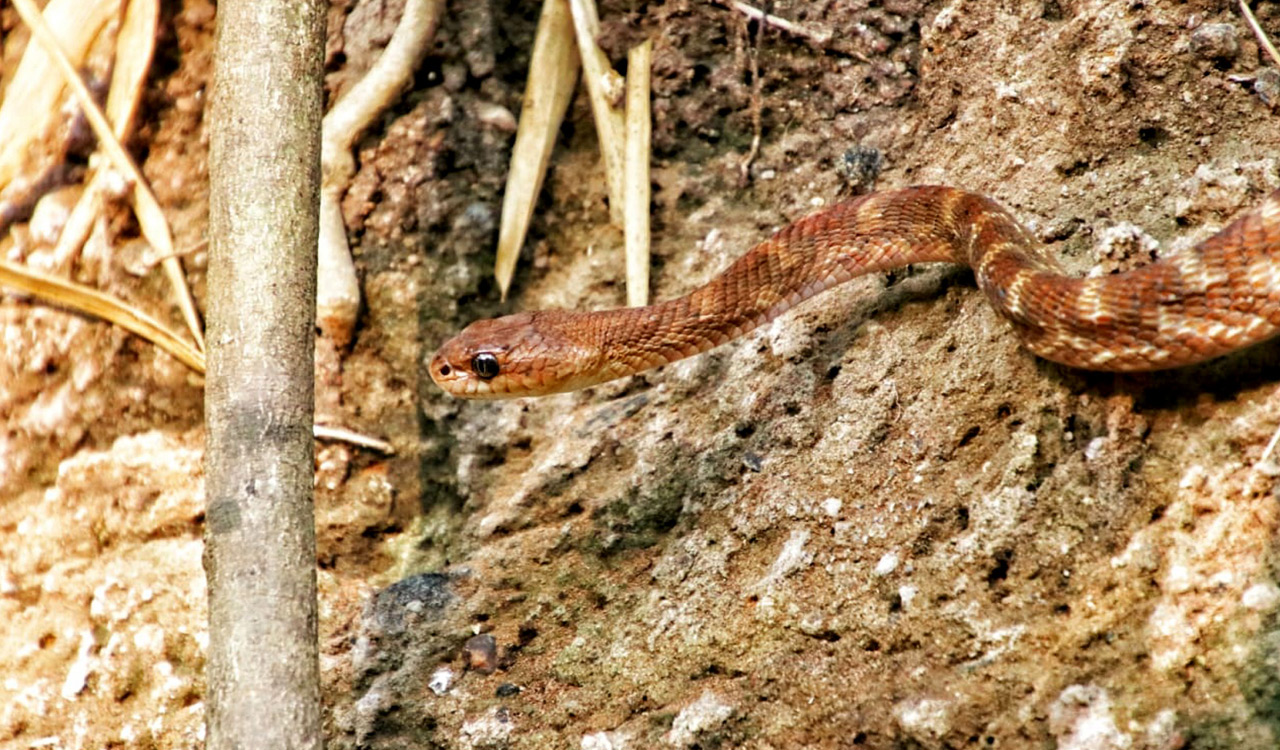 Forsten’s cat snake sighted in Kanakagiri hills in Khammam