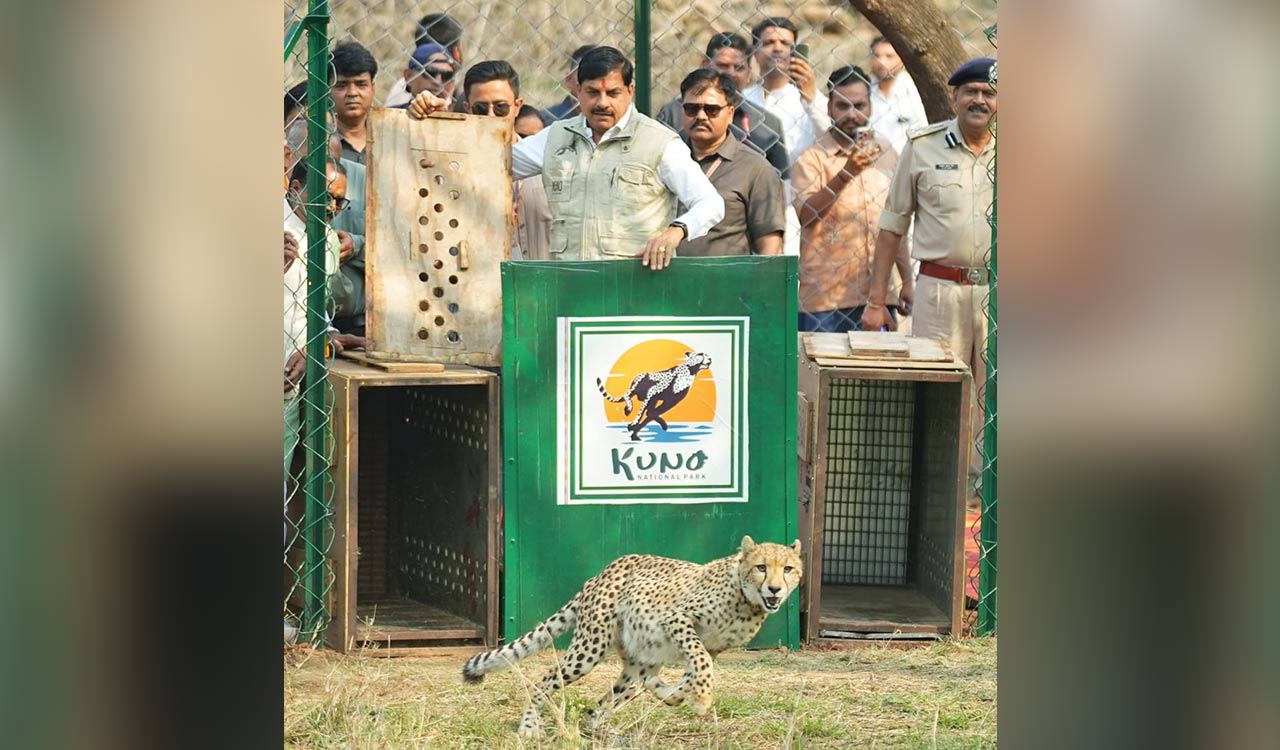 MP CM releases two Botswana cheetahs into open forest at Kuno