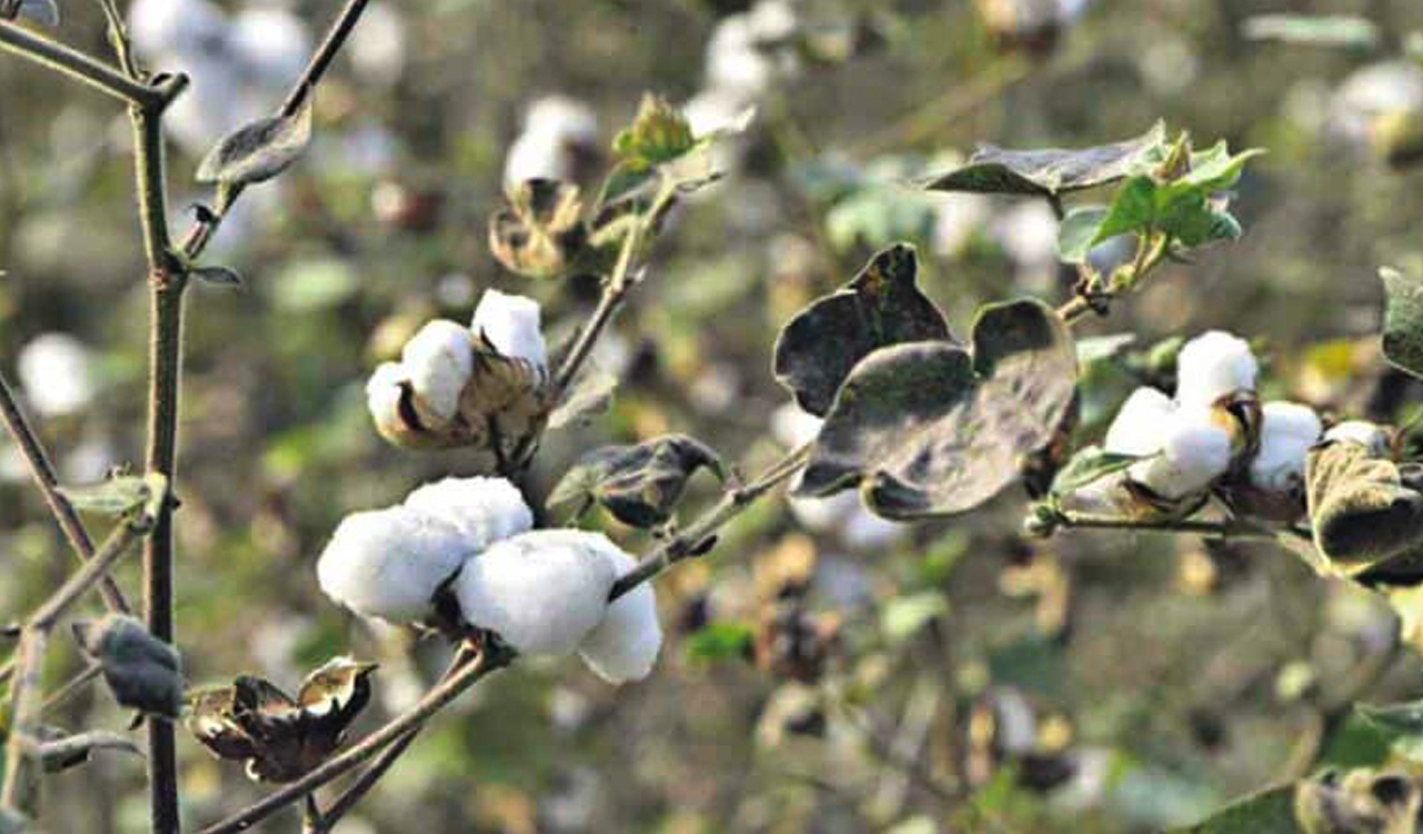 Cotton price reaches Rs 10k mark, but farmers fail to reap dividends