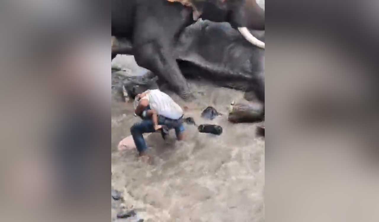 Woman crushed to death as two elephants break into fight