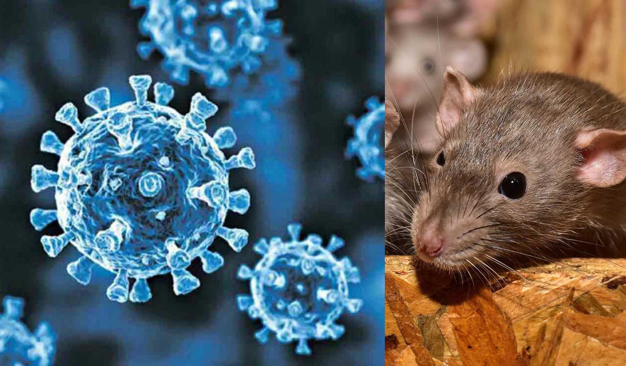 Hyderabad doctor urges Centre to act on Andes hantavirus threat