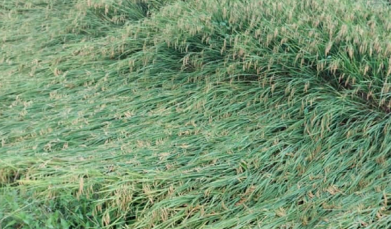 Unseasonal rains damaged paddy, mango crops
