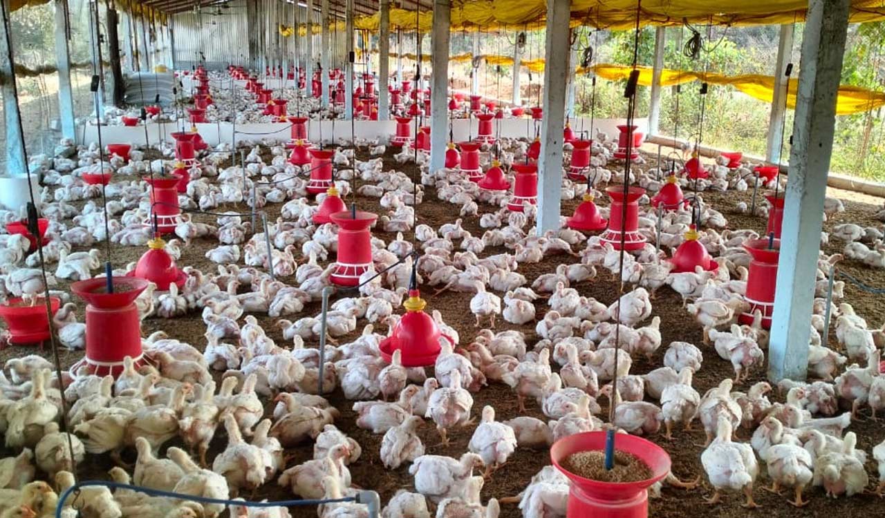 Soaring mercury levels drive chicken rates higher in Karimnagar