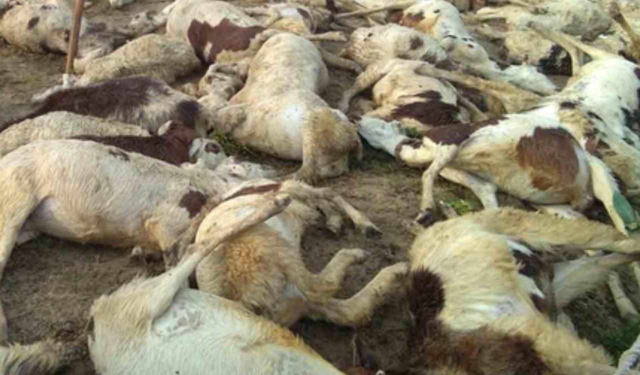 Around 90 sheep, goats  die In overnight storm in Central Kashmir
