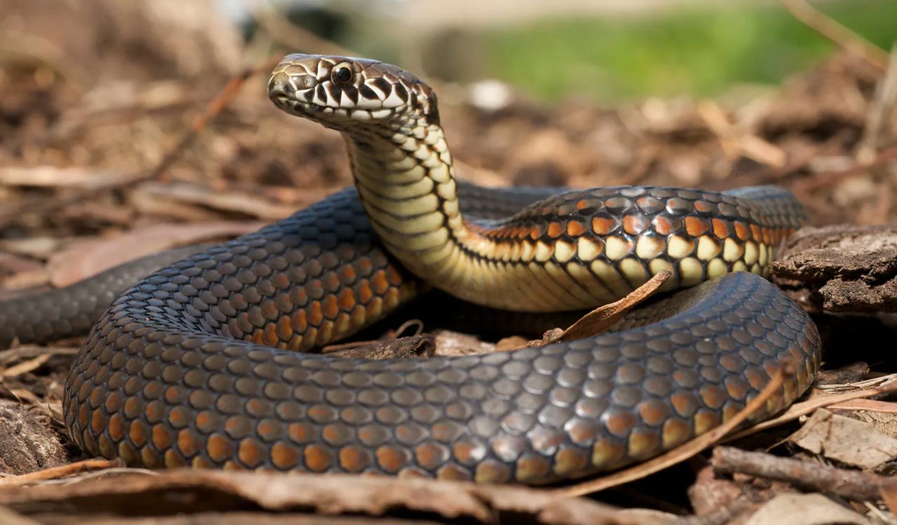 Snake strays near Salman Khan’s Mumbai home; rescued