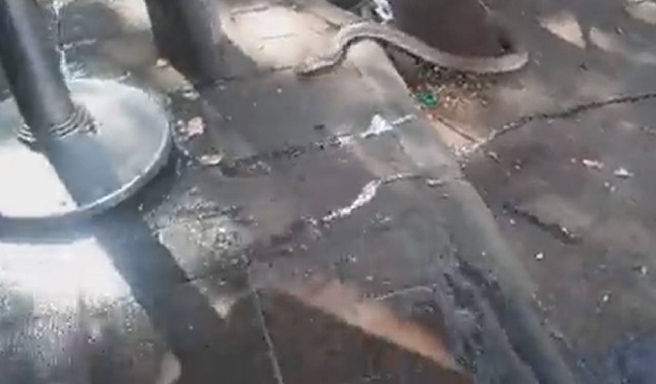 Snake rescues in Hyderabad rise 10 percent annually