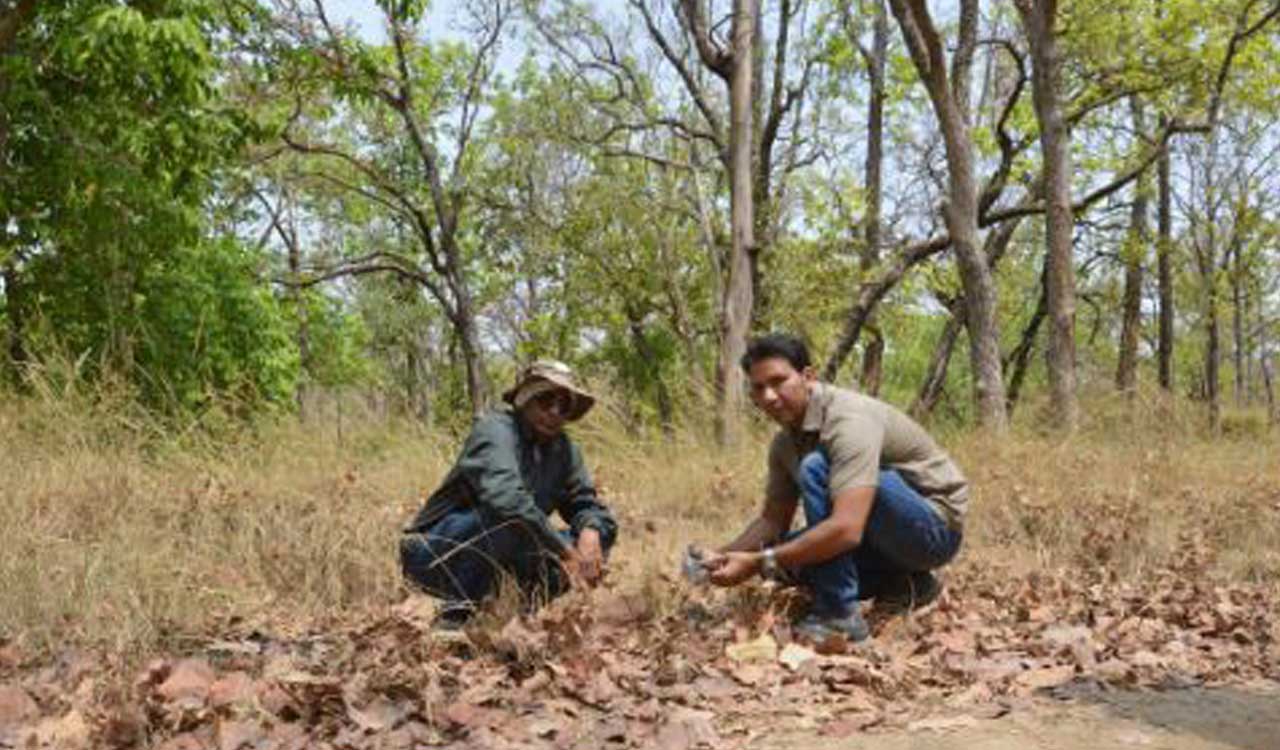 India’s first multi-reserve study: How tourism is ‘Stressing Out’ Indian Tigers
