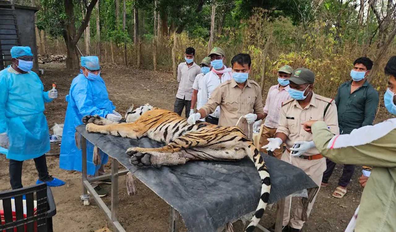 Tigress T141 and four cubs die at Kanha amid suspected CDV outbreak