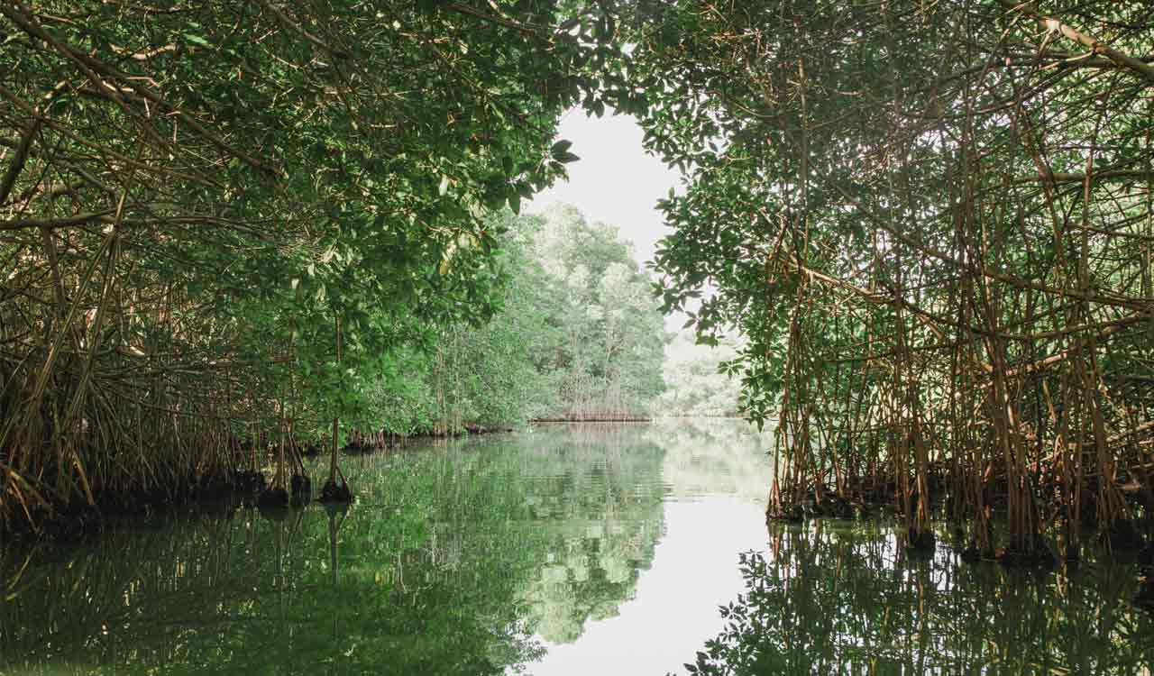 20,000 geo-tagged mangroves thrive in Sundarbans under Green India Challenge