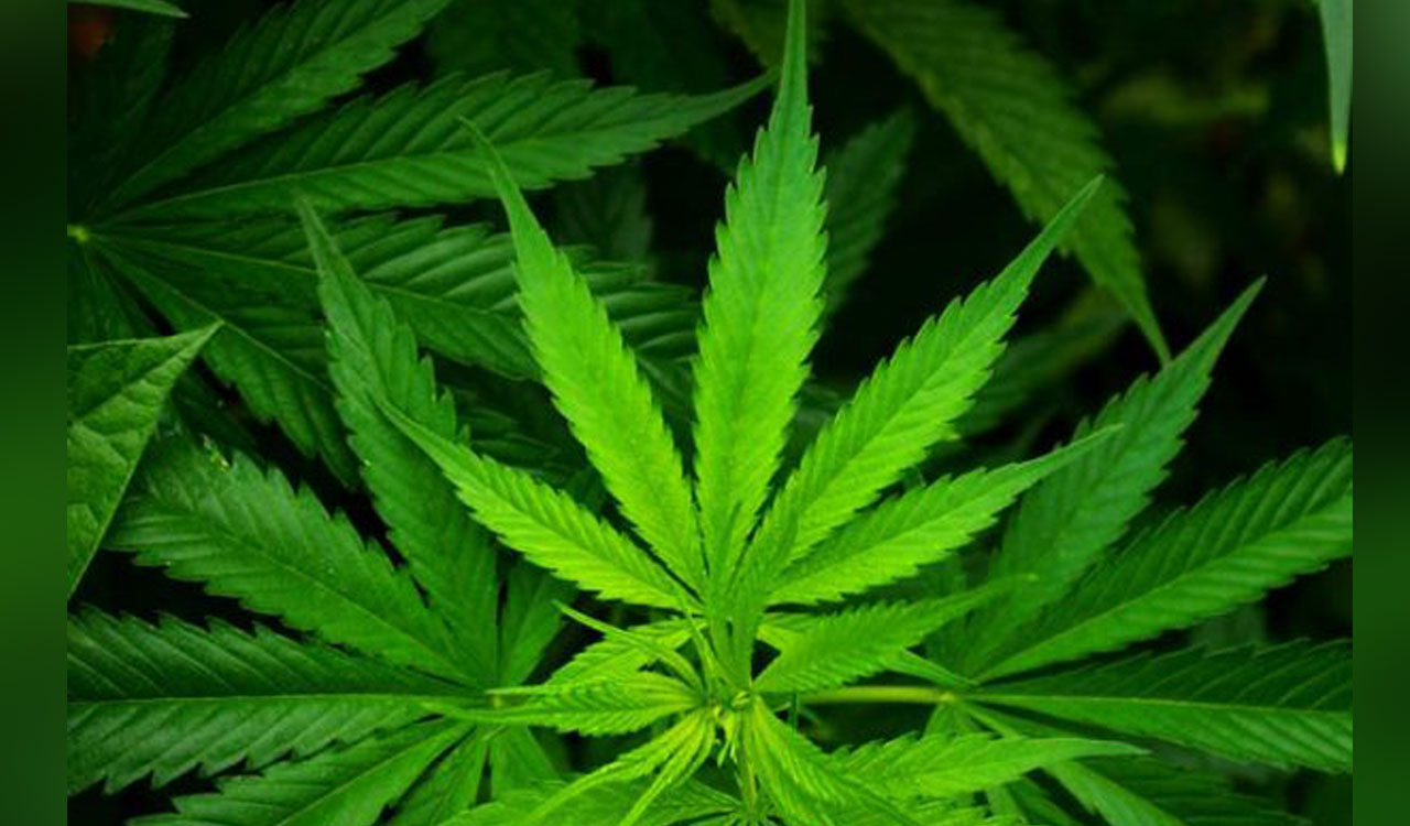 Asifabad police burn 414 kg of ganja worth Rs 1.70 crore