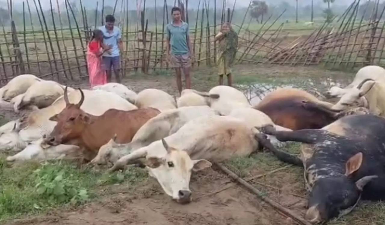 21 cows killed in lightning strike in Mulugu district
