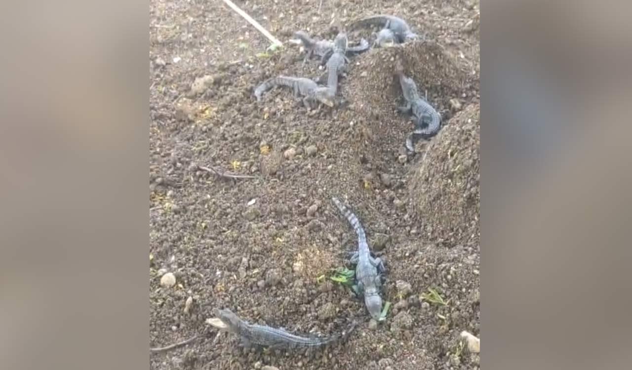 Crocodile hatchlings, eggs found near Sangareddy village